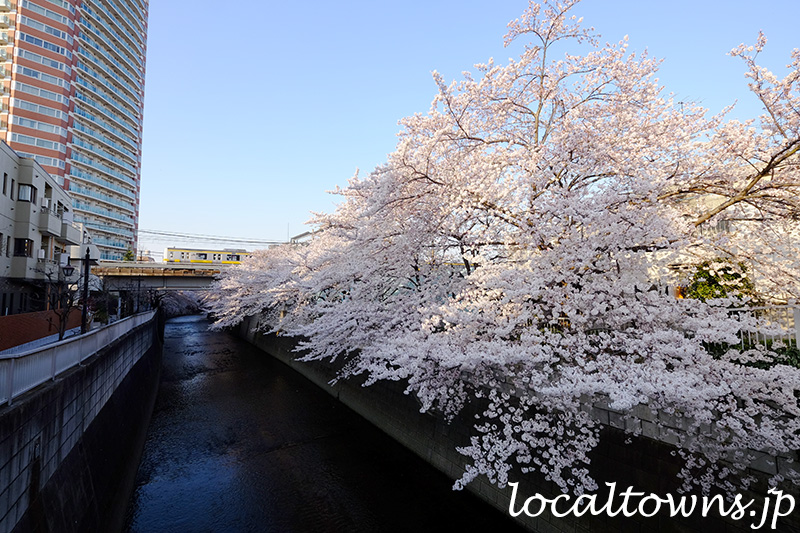 東中野の神田川に咲く満開の桜