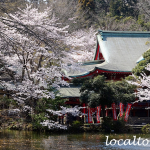 井の頭弁財天と満開の桜