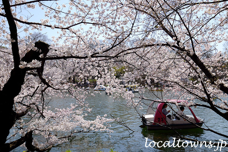 井の頭池のボートと桜