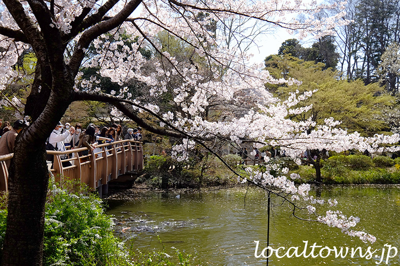 井の頭公園の狛江橋と桜