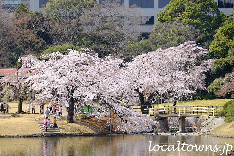 小石川後楽園の池と満開の桜