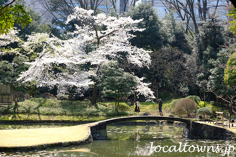 小石川後楽園の内庭と桜