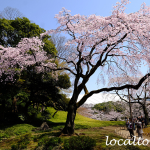 小石川後楽園の桜