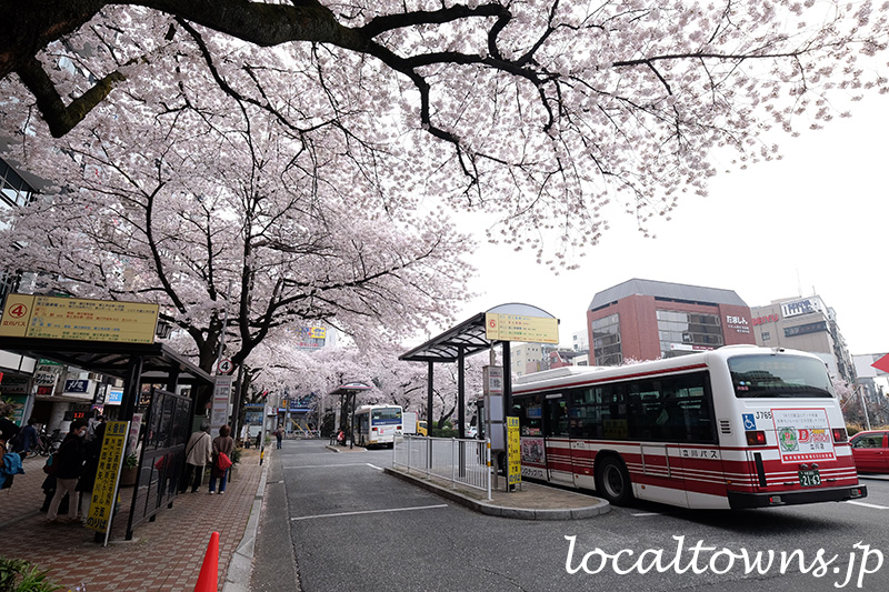 国立駅南口の桜