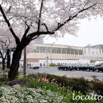 国立駅南口ロータリーの桜とチューリップ