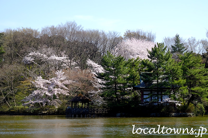 石神井公園の厳島神社と桜