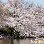 石神井公園の石神井池と満開の桜