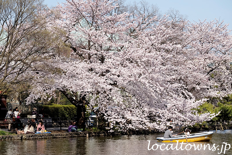 石神井公園の石神井池と満開の桜